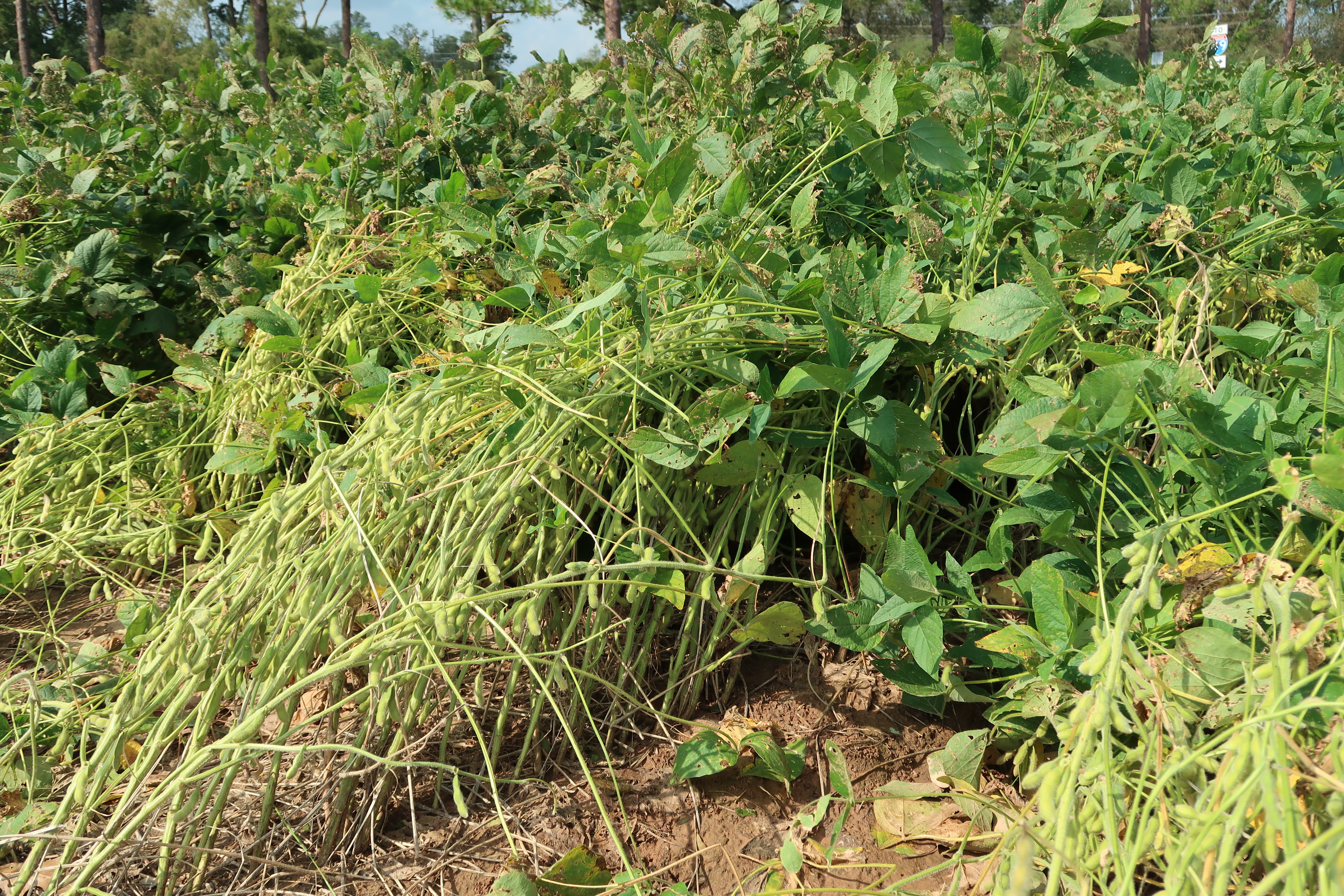 Hurricane Laura damages some Louisiana soybeans, other row crops 